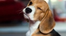 Bigl или jack-rassel terrier: сравнете в апартамента